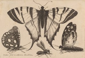 Tre fjärilar och en geting, 1646. av Wenceslaus Hollar