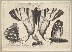 Tre fjärilar och en geting, 1646. av Wenceslaus Hollar