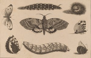 Tre larver, en mal och fyra fjärilar. av Wenceslaus Hollar