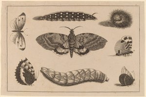 Tre larver, en mal och fyra fjärilar av Wenceslaus Hollar