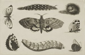 Tre larver, en mal och fyra fjärilar av Wenceslaus Hollar