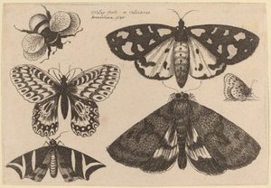Tre malar, två fjärilar och en humla av Wenceslaus Hollar