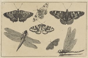 Två trollsländor och fem fjärilar Olika insekter (serietitel) Diversae Insectorum (serietitel) av Wenceslaus Hollar