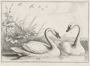 två svanar Diversae avium arter (serietitel) Olika fåglar (serietitel) av Wenceslaus Hollar