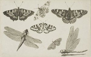 Två trollsländor och fem fjärilar av Wenceslaus Hollar