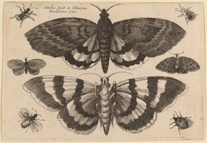 Två malar och sex insekter av Wenceslaus Hollar