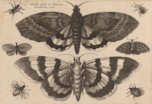 Två malar och sex insekter, 1646. av Wenceslaus Hollar