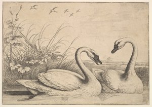 Två svanar, 1654-58. av Wenceslaus Hollar