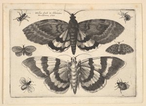 Två nattfjärilar och sex insekter, 1645. av Wenceslaus Hollar