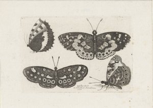 Vier vlinders Insekter (serietitel) Scarab Flies (serietitel) av Wenceslaus Hollar