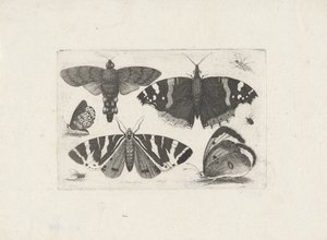 Fyra fjärilar, en nattfjäril, två skalbaggar och en fluga av Wenceslaus Hollar