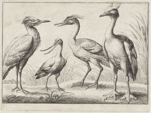 Fyra vadarfåglar Olika fåglar (serietitel) av Wenceslaus Hollar