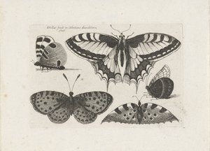 Fem fjärilar Insekter (serietitel) Muscarum Scarabeorum (serietitel) av Wenceslaus Hollar