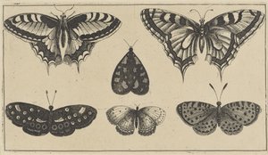 Fem fjärilar och en nattfjäril Olika insekter (serietitel) Diversae Insectorum (serietitel) av Wenceslaus Hollar