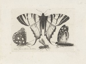 Fjärilar och en geting Insekter (serietitel) Muscarum Scarabeorum (serietitel) av Wenceslaus Hollar