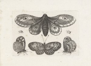 Fjärilar, skalbaggar och en mal Insekter (serietitel) Muscarum Scarabeorum (serietitel) av Wenceslaus Hollar