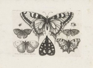 Fjärilar, skalbaggar och en mal Insekter (serietitel) Muscarum Scarabeorum (serietitel) av Wenceslaus Hollar