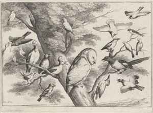 Fåglar i ett träd Olika fåglar (serietitel) av Wenceslaus Hollar
