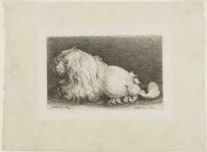 Vit hund av Wenceslaus Hollar