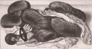 Vinterplagg för en kvinna, inklusive muffar, handskar och näsdukar, 1647 av Wenceslaus Hollar