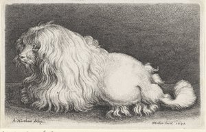 vit hund av Wenceslaus Hollar