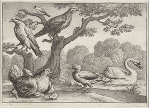 Svan, kyckling med kycklingar och andra fåglar Olika fåglar (serietitel) av Wenceslaus Hollar