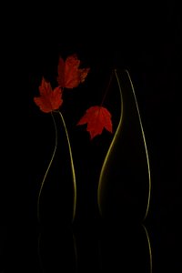  av Wendy Xu