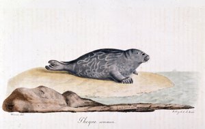 Sigill commum - teckning av Werner av Werner Werner