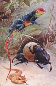 En Gama, Horned Viper och Sacred Beetle, illustration från Wildlife of the World, ca 1910 av Wilhelm Kuhnert