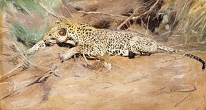En leopard, av Wilhelm Kuhnert