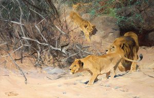 En Pride of Lions på jakt