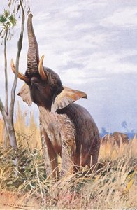 Afrikansk elefant, illustration från Wildlife of the World, c.1910