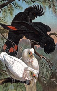 Banks kakadua, ca 1910 (illustration) av Wilhelm Kuhnert