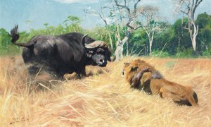 Buffel och lejon före kampen,