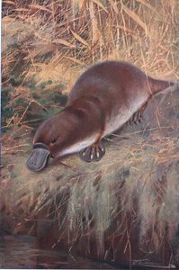 Anknäbb, illustration från Wildlife of the World, c.1910 av Wilhelm Kuhnert