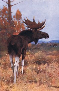 Älg eller älg, från Wildlife of the World publicerad av Frederick Warne & Co, c.1900 av Wilhelm Kuhnert