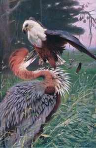 Jättehäger och havsörn, illustration från Wildlife of the World, c.1910 av Wilhelm Kuhnert
