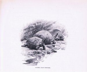 Jättesköldpaddor, illustration från Wildlife of the World, c.1910 av Wilhelm Kuhnert