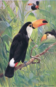 Giant Toucan, från Wildlife of the World publicerad av Frederick Warne & Co, c.1900
