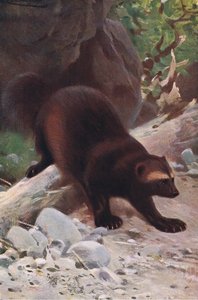 Glutton or Wolverine, från Wildlife of the World publicerad av Frederick Warne & Co, ca 1900 av Wilhelm Kuhnert