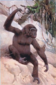 Gorilla, illustration från Wildlife of the World, c.1910 av Wilhelm Kuhnert