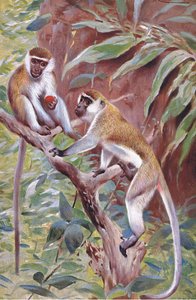 Green Monkey, illustration från Wildlife of the World, c.1910 av Wilhelm Kuhnert