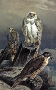 Jaktfalk, ca 1910 (illustration) av Wilhelm Kuhnert
