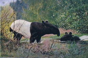 Indian Tapir, från Wildlife of the World publicerad av Frederick Warne & Co, c.1900 av Wilhelm Kuhnert