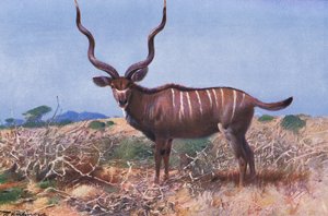 Kudu, illustration från Wildlife of the World, c.1910 av Wilhelm Kuhnert