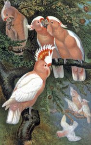 Leadbeaters kakadua, ca 1910 (illustration) av Wilhelm Kuhnert