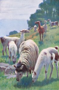 Lama, från Wildlife of the World publicerad av Frederick Warne & Co, c.1900 av Wilhelm Kuhnert