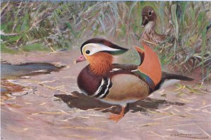 Mandarin Duck, från Wildlife of the World publicerad av Frederick Warne & Co, c.1900