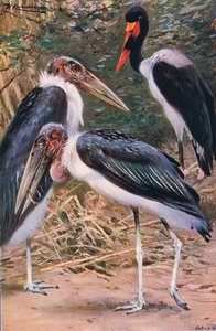 Marabou och Jabiru, illustration från Wildlife of the World, c.1910