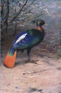 Monal, från Wildlife of the World publicerad av Frederick Warne & Co, c.1900